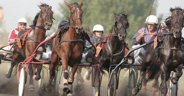 коњичке трке деспотово