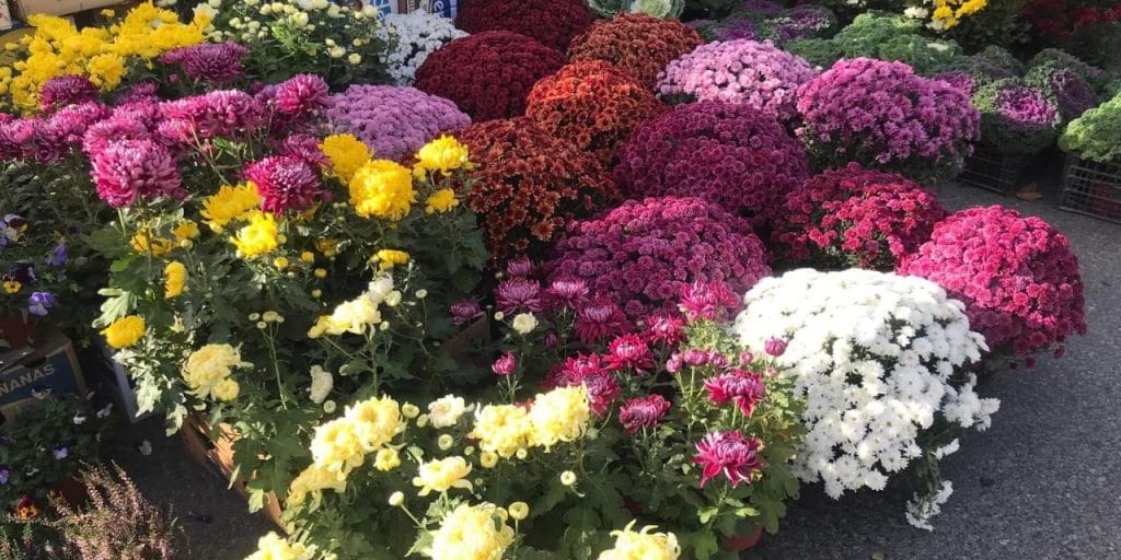 U utorak i sredu, 28. i 29. oktobra, u centru Bačke Palanke biće održana jesenja „Cvetna pijaca“. Manifestacija će trajati od 8 do 17 časova, a posetioci će moći da uživaju u bogatoj ponudi cveća, ukrasnih i sezonskih sadnica, začinskog i lekovitog bilja.
