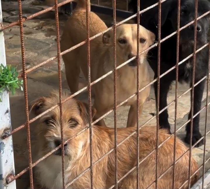 U prihvatilištu za napuštene pse u Novoj Gajdobri trenutno se nalazi veći broj životinja koje čekaju da budu udomljene. Među njima su i štenad i odrasli psi, različitih veličina i karaktera, ali svi imaju jedno zajedničko – potrebu za ljubavlju, sigurnošću i domom.